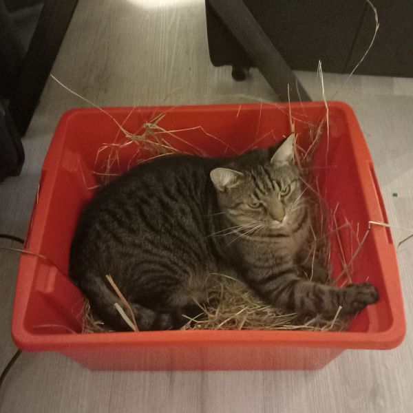 Loki, Ozzy uit Elim zoekt een Kattenoppas