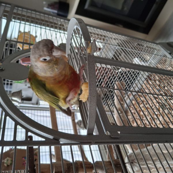 Bobby uit Venray zoekt een Vogeloppas