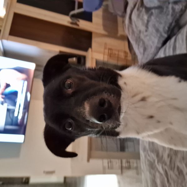 Marley uit Usquert zoekt een Hondenoppas