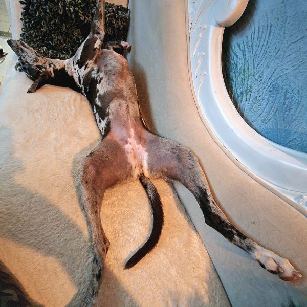 Noukie uit Venlo zoekt een Hondenoppas