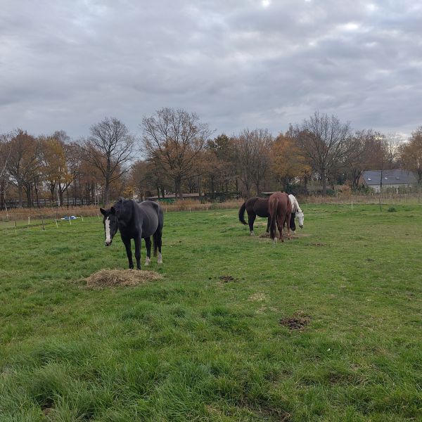 Rhea,Evy,Ocho uit Sprang-Capelle zoekt een Paardenverzorger