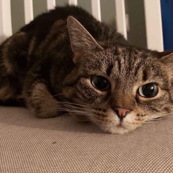 Zoë, Max uit Augustinusga zoekt een Kattenoppas