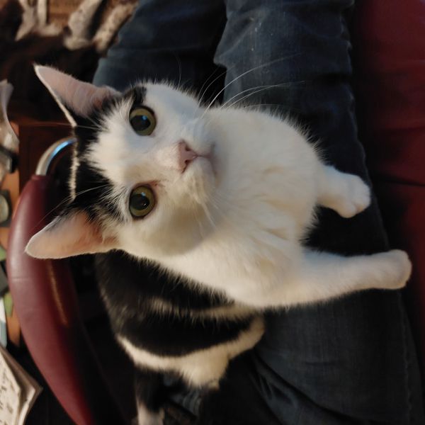 Kat Willem, Tobias uit Hulshorst zoekt een Kattenoppas