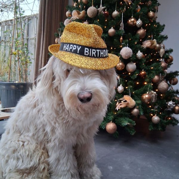 Kay uit Bennekom zoekt een Hondenoppas