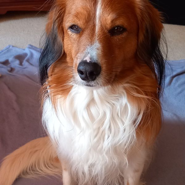 Huisdierenoppas Manon uit Son