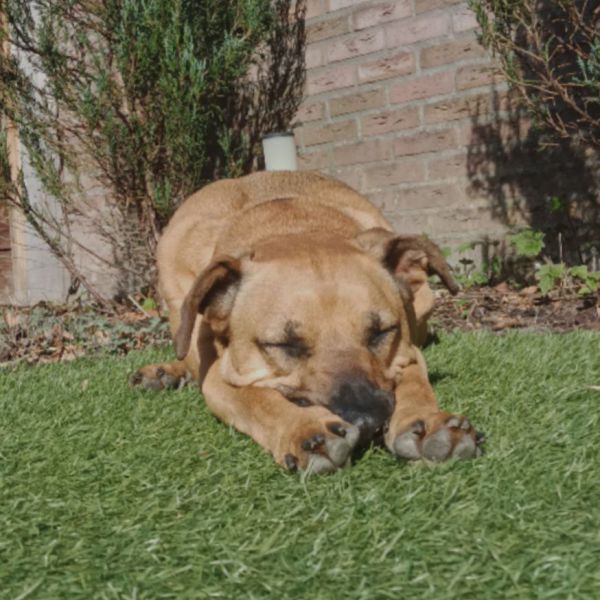 Hondenoppas Lisse uit Kaatsheuvel