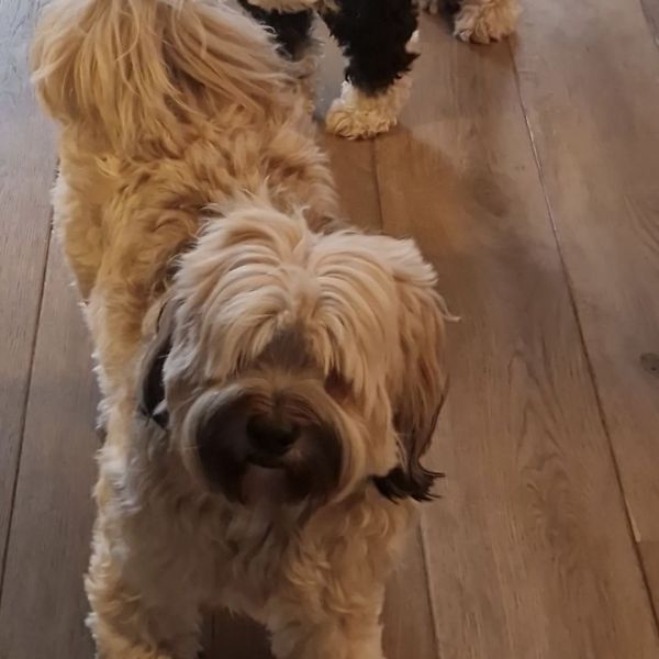 Huisdierenoppas Saskia uit Wijchen