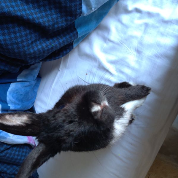 Zwartje uit Putten zoekt een Knaagdierenoppas