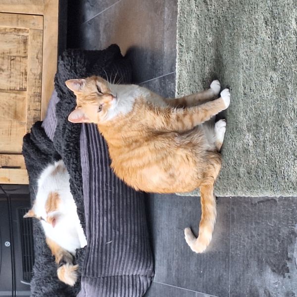 Pip, Loeki uit Goes zoekt een Kattenoppas