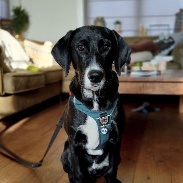 Otis uit Neede zoekt een Hondenoppas