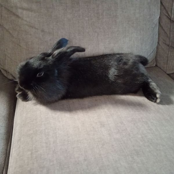 Barry uit Valkenswaard zoekt een Knaagdierenoppas