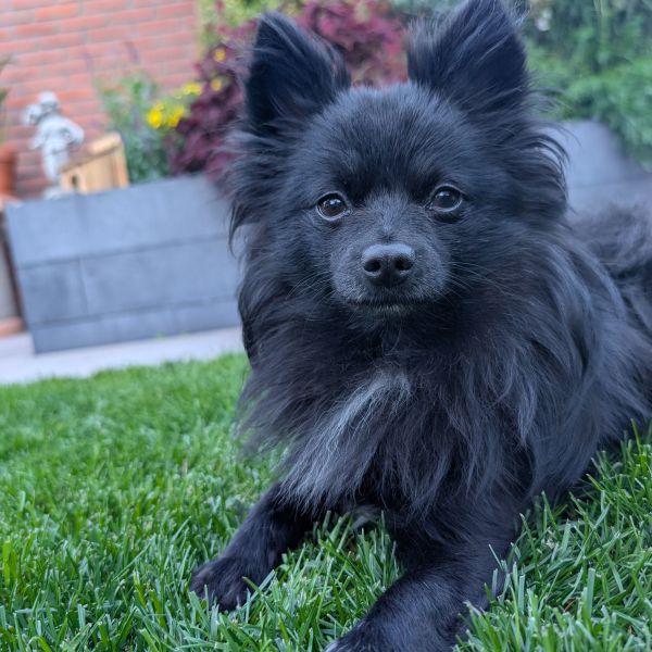 Linda uit Schiedam zoekt een huisdierenoppas