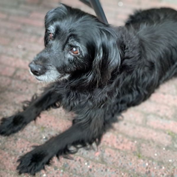 Timo, Timo uit Roden zoekt een Hondenoppas