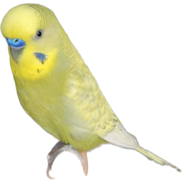 Dimitri uit Leiden zoekt een Vogeloppas