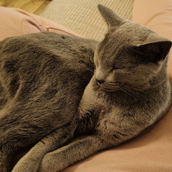 Nala, Max, Bowey uit Bunschoten-Spakenburg zoekt een huisdierenoppas