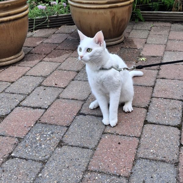 Yuki, Waus uit Montfort zoekt een Kattenoppas