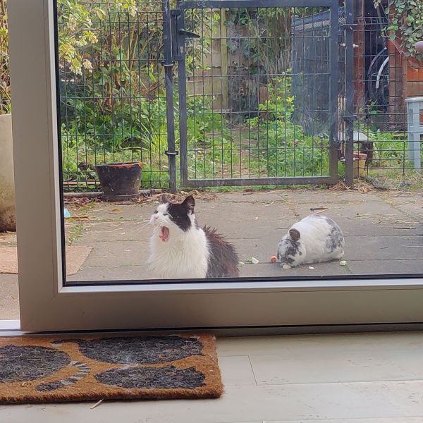 Kat, Konijnenkoppel uit Tiel zoekt een huisdierenoppas