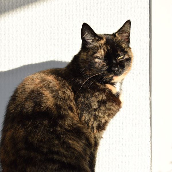 Huisdierenoppas Larissa uit Lippenhuizen