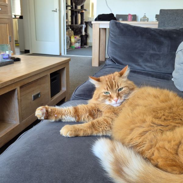 Gozer, Binky uit Veenendaal zoekt een Kattenoppas