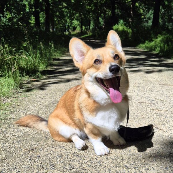 Sookie uit Heiloo zoekt een Hondenoppas