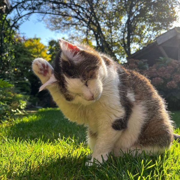 Ingrid Oosterbroek uit Hengelo, Overijssel zoekt een Kattenoppas