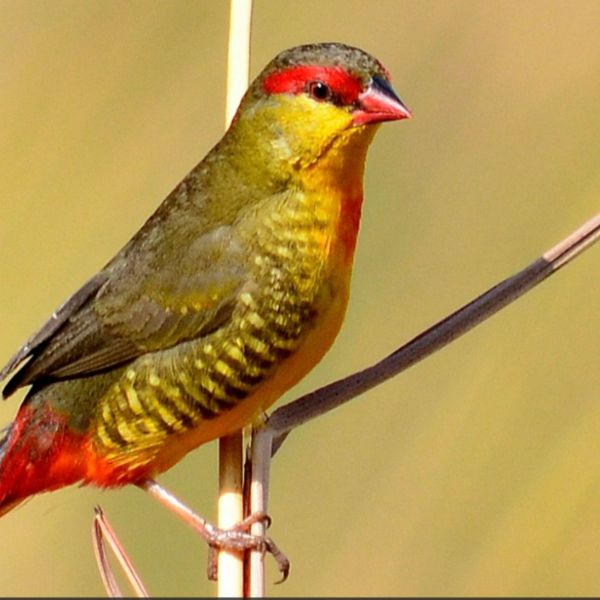 Vogeloppas Nico uit Venlo