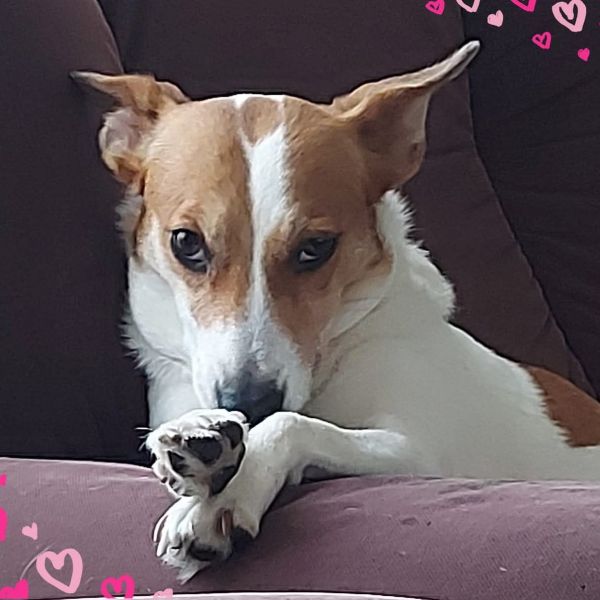 Desi uit Oude Pekela zoekt een Hondenoppas