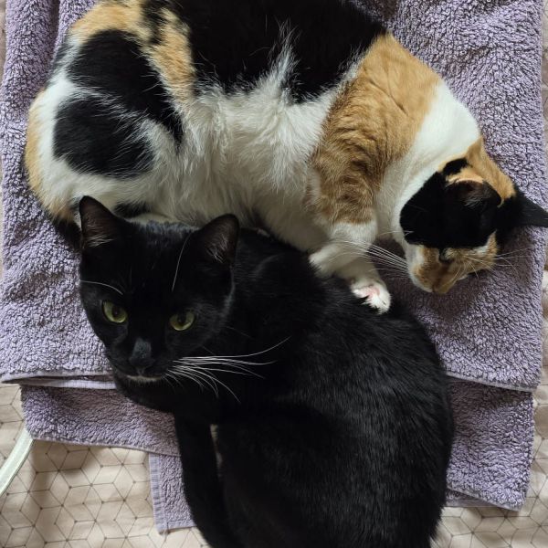 Suus, Lune uit Nijmegen zoekt een Kattenoppas