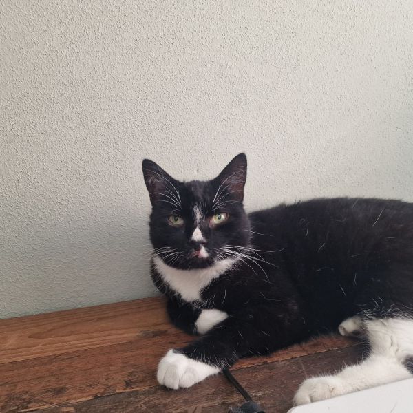 Kruimel, Gucci uit Linne zoekt een Kattenoppas