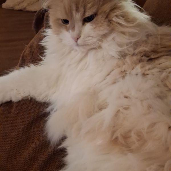 Sep, Milo uit 'T Goy zoekt een Kattenoppas