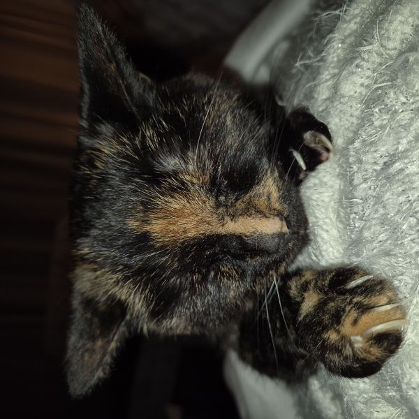 Mitzy uit Wormerveer zoekt een Kattenoppas