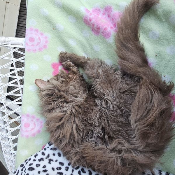 Tigo uit Schiedam zoekt een Kattenoppas