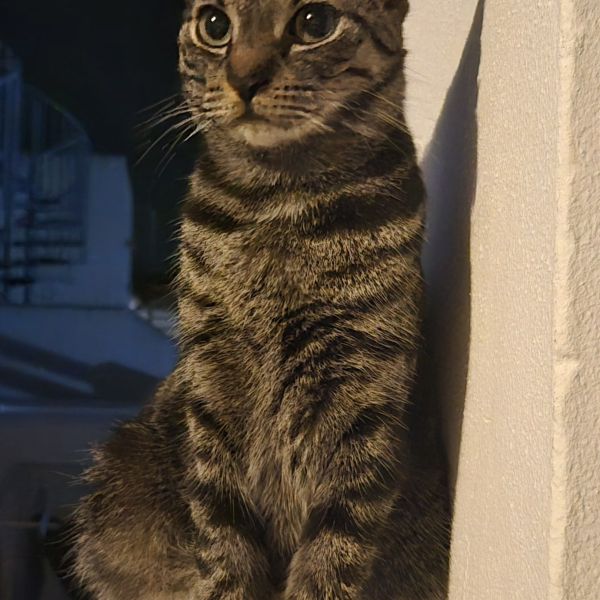 Mavi uit Leusden zoekt een Kattenoppas