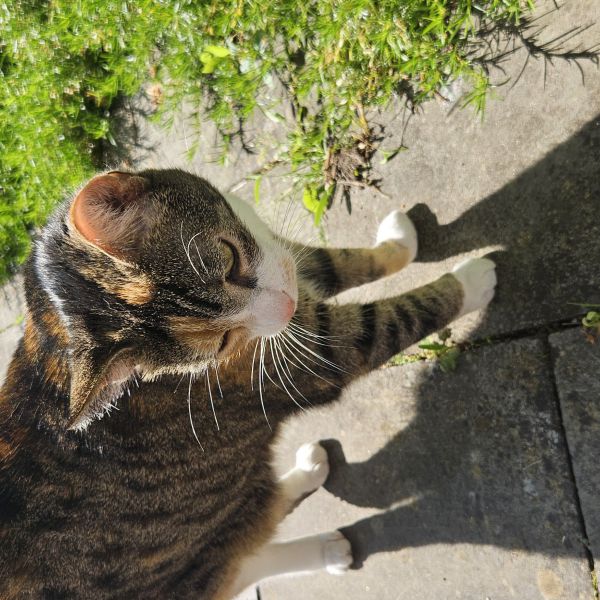 Nola, Noxy uit Hoorn, Nh zoekt een Kattenoppas