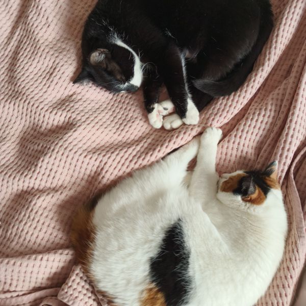 Zorro, Bailey, Nina uit Breda zoekt een Kattenoppas