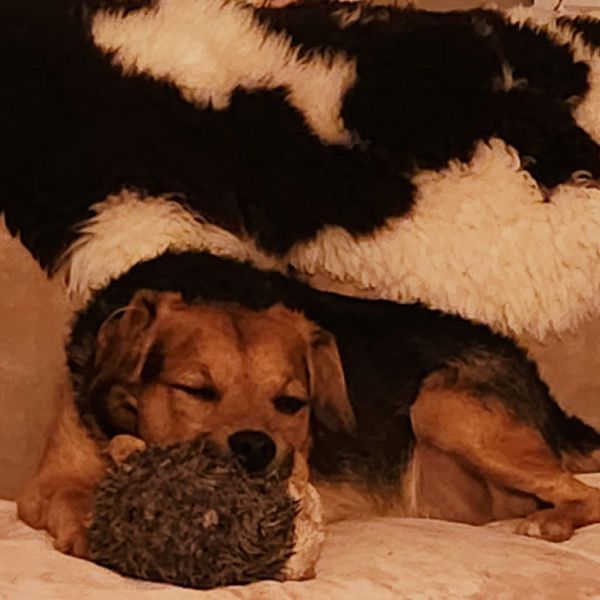 Dapper, Lola, Anna uit Westbeemster zoekt een Hondenoppas