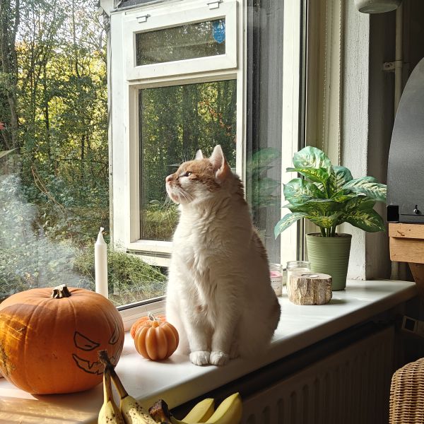 Guus uit Noordwijkerhout zoekt een Kattenoppas