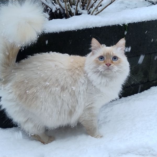 Simba, Teddy uit Leersum zoekt een Kattenoppas