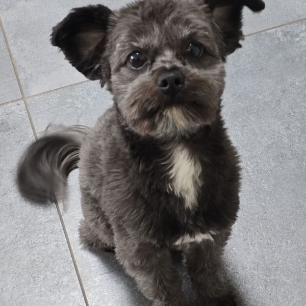 Spikey uit Vorden zoekt een Hondenoppas