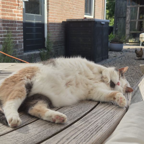 Arcee, Jos, Max uit Leerdam zoekt een huisdierenoppas