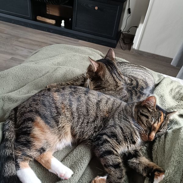 Suus & Soof uit Oud-Vossemeer zoekt een Kattenoppas