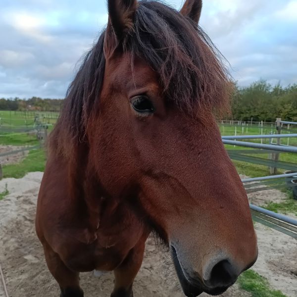 Dora, Chaos uit Leersum zoekt een Paardenverzorger