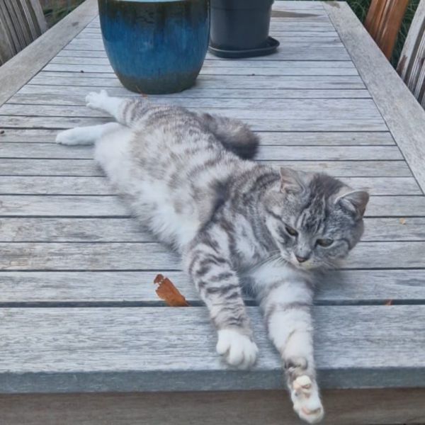 Mina uit Berkel En Rodenrijs zoekt een Kattenoppas