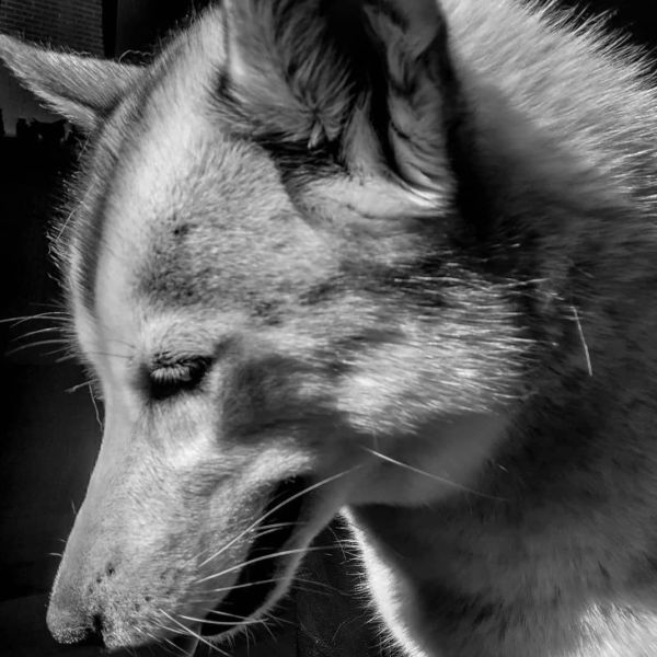 Luna uit Appingedam zoekt een Hondenoppas