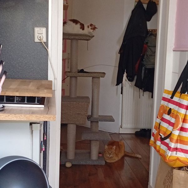Rood en Bentley uit Den Haag zoekt een Kattenoppas