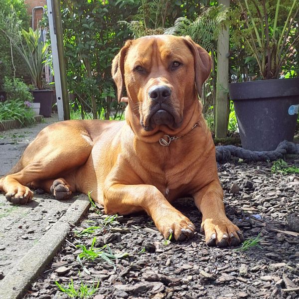 Rossi, Lanu uit Yerseke zoekt een Hondenoppas