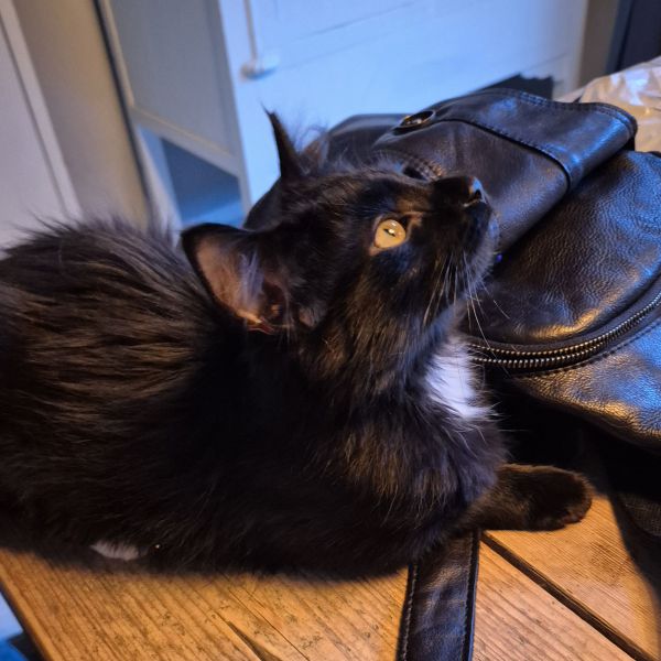 Fomo, Pantouf uit Breda zoekt een Kattenoppas