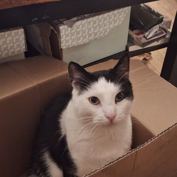 Diva en Kenzo uit Zoetermeer zoekt een Kattenoppas
