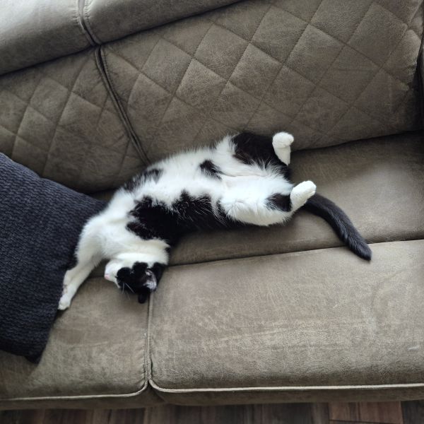Henk uit Emmen zoekt een Kattenoppas