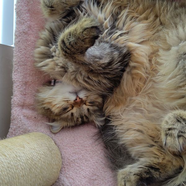 Ruby uit Almere zoekt een Kattenoppas